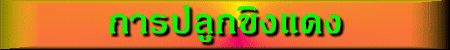 'ԧᴧ'