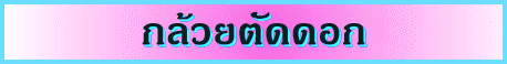 'µѴ͡'