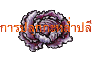 cabbage