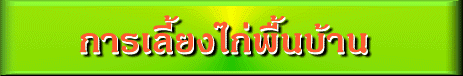 'การเลี้ยงไก่พื้นบ้าน'