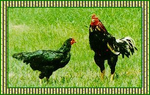 ไก่พื้นเมือง