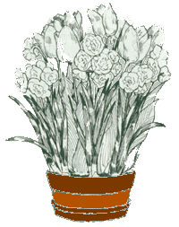 flower pot