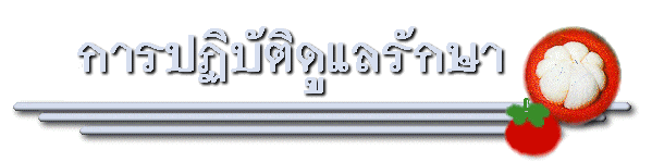 การปฏบัติดูแลรักษา