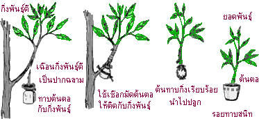 การทาบกิ่งมะม่วง