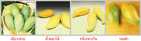 พันธุ์มะม่วง