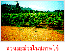 Ҿ