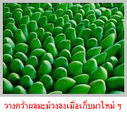 ǧẺӼ