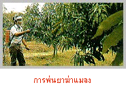 þ