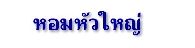 หอมหัวใหญ่