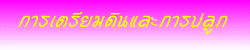 การเตรียมดินและการปลูก