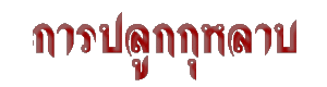 û١Һ