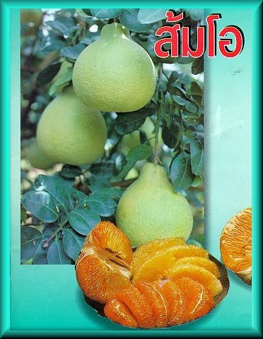 'û١'