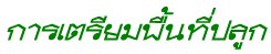 '鹷١'