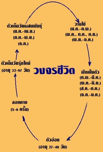 วงจรชีวิต