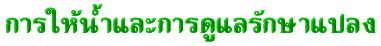 'Сôѡŧ'
