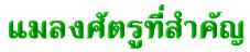 'ŧѵٷӤѭ'